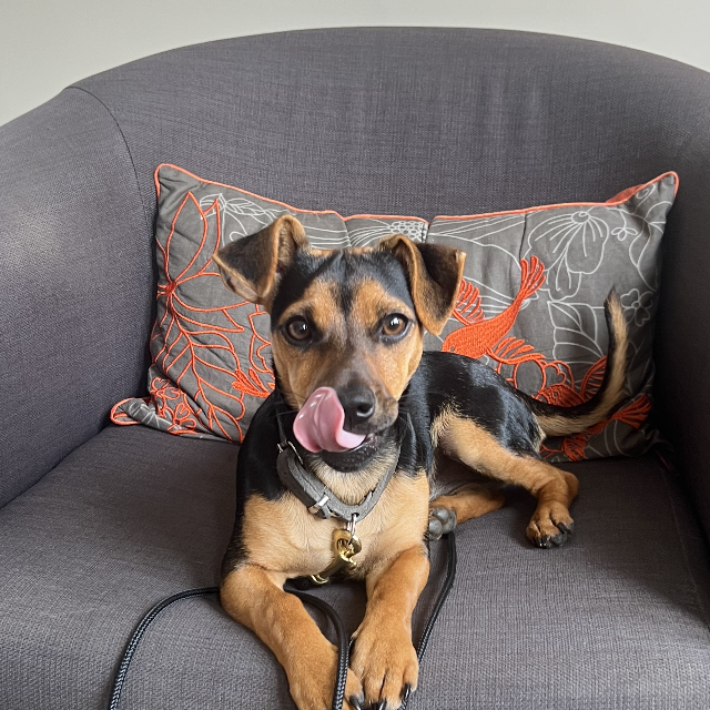 Betty, the resident clinic puppy